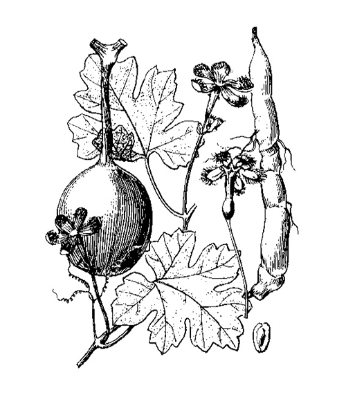 Natural compounds from  Trichosanthes kirilowii